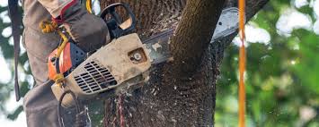 Best Root Management and Removal  in Lone Pine, CA
