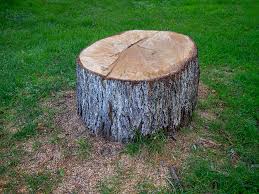 Lone Pine, CA Tree Care Company