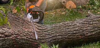 Best Firewood Processing and Delivery  in Lone Pine, CA