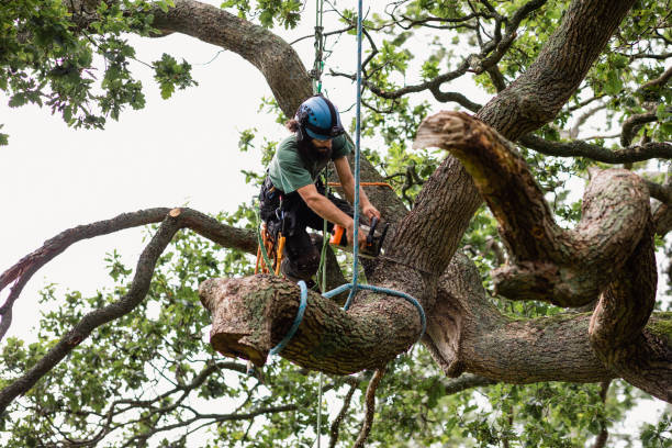 Best Hedge Trimming  in Lone Pine, CA
