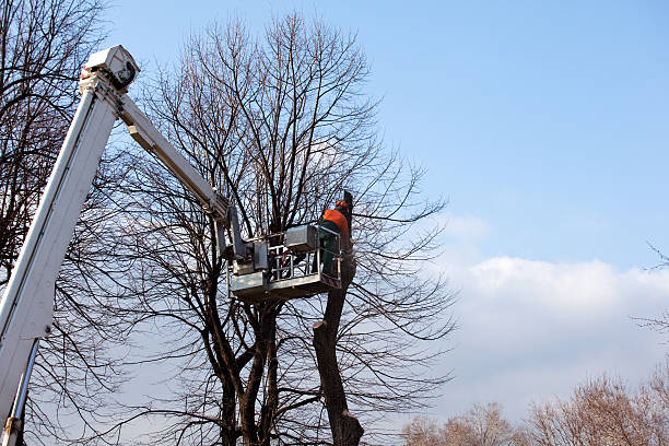 How Our Tree Care Process Works  in  Lone Pine, CA